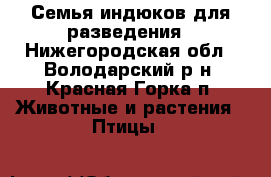 Семья индюков для разведения - Нижегородская обл., Володарский р-н, Красная Горка п. Животные и растения » Птицы   